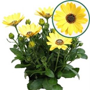 Afbeelding van Osteospermum P12 geel
